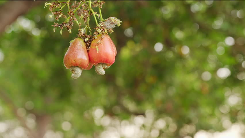 slow motion, cashew nut farmer harvesting or handpicking ripe fruit on tree in farm, kernel with shell, orchard or plantation