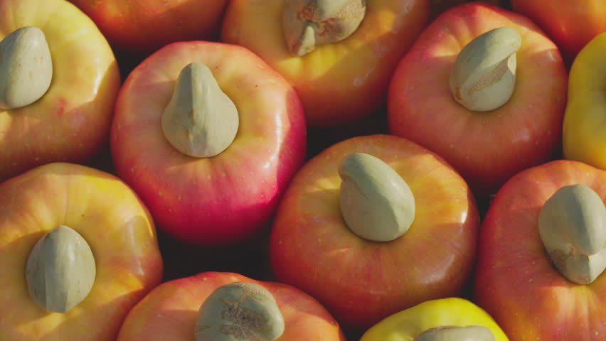 Closeup of harvested cashew apples or fruits with attached nuts with shells, rotating