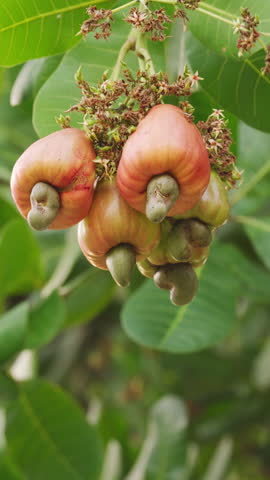 cashew nuts hanging from cashew apples or fruits on a tree branch in an orchard or plantation, kernels with shells, farm, plant, leaf in background