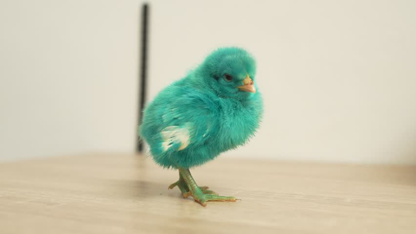 Cute tiny chick stand stand on an indoor clean wooden surface. Chirping very happy and looks around with curiousity. delicate movement, clean background and also warm vibes