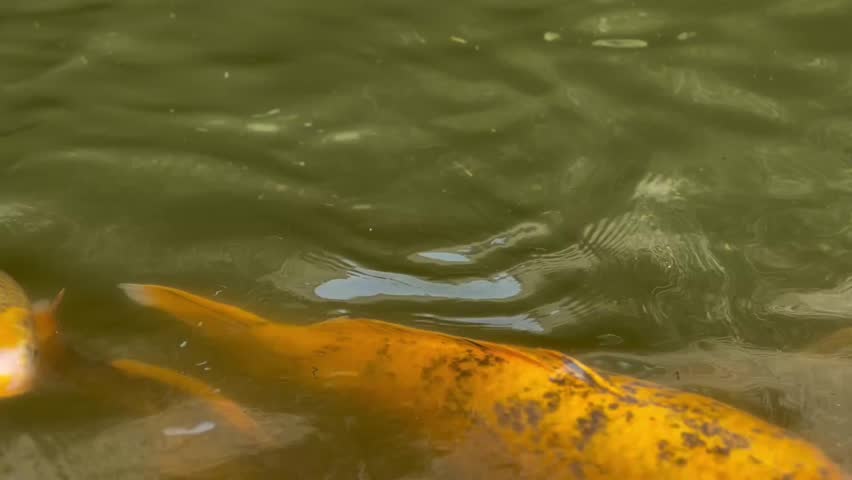 Koi fish swimming in a fish pond. Beautiful colourful fish.