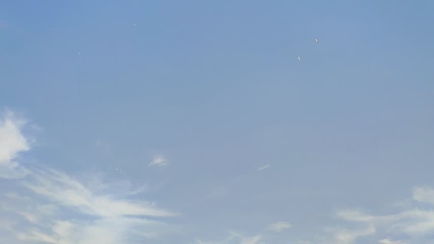 Footage of a clear blue sky with fluffy white clouds and birds flying across, perfect for nature, relaxation, freedom, travel, and scenic projects.