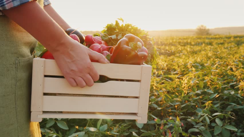 The Farmer Is Carrying A Wooden Box With Fresh Vegetables Goes Along The Field At Sunset Fresh Veget 4k video