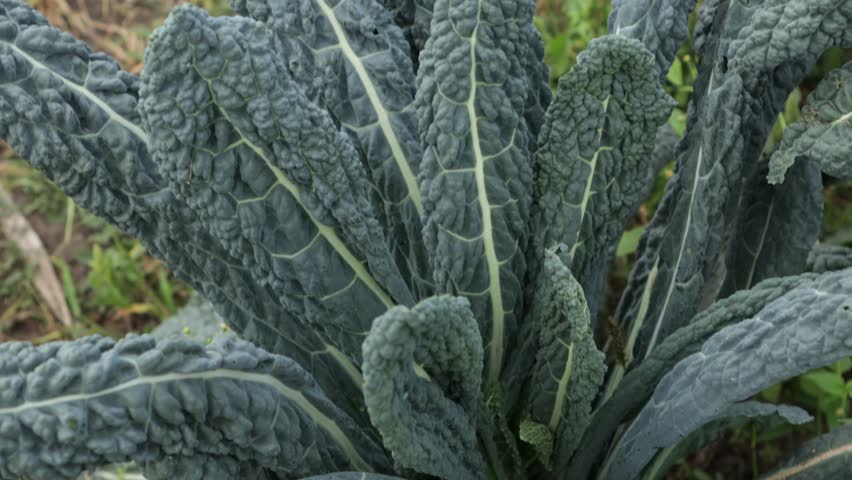 kale plant leaves close up vegatables garden oudoor