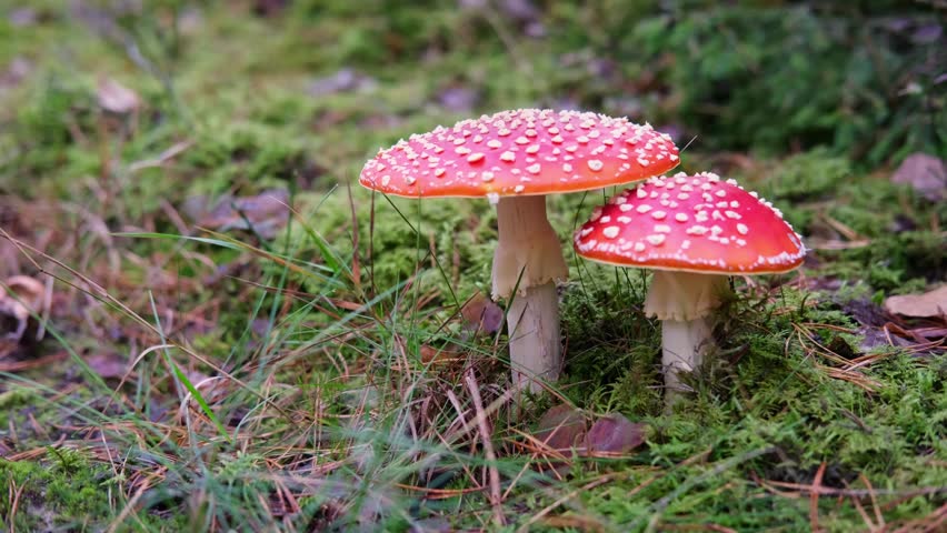Fly agarics (poisonous mushrooms) grow in the forest, soybeans
