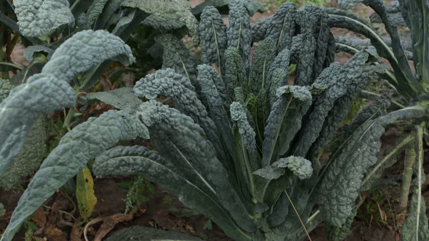 kale plant leaves vegatbles garden oudoor