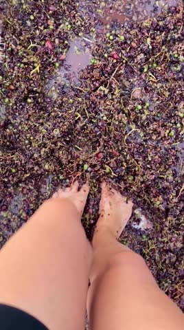 Bare feet crushing ripe grapes in a traditional stone trough, authentic harvest ritual and Mediterranean winemaking culture, vertical photo for social media and reels.