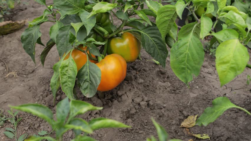 pepper plant vegetables garden nature oudoor