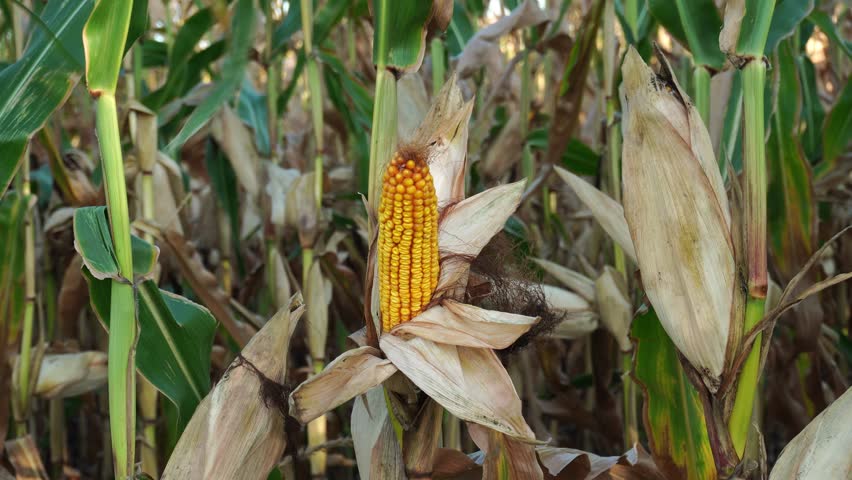 Ripe ears of corn stand amidst dry leaves in a field, signaling the arrival of harvest season. The golden kernels shine under the sunlight, ready for collection.
