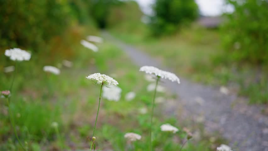 White flowers flourish and thrive beautifully in a vibrant green meadow next to a winding path