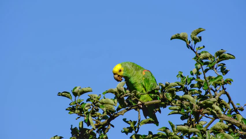 Close-up of a yellow-headed amazon parrot perching on an apple tree and eating a walnut against a blue sky on a sunny morning