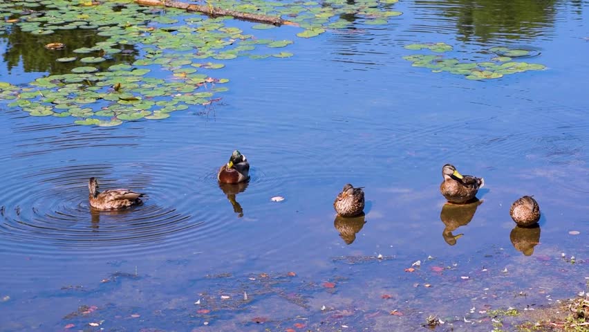 Female mallard ducks preening themselves in blue lake water and lily pads