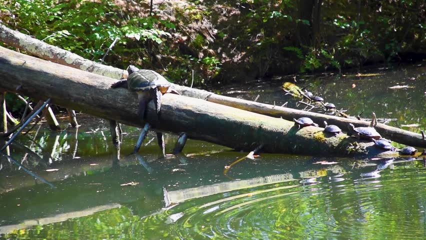 Giant snapper turtle on a log with smaller turtles bathing in the sun