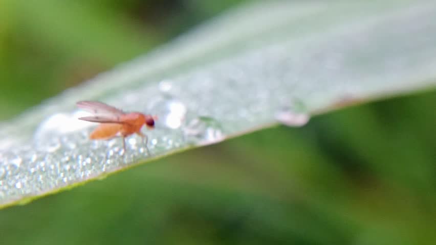 macro  of a golden fruit fly (drosophila melanogaster) with red eyes, cute body size on a leaf with a blurred background