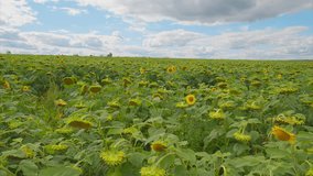 A Vibrant Sunflower Field Expanding Under a Clear and Bright Sky, Bathed in Sunlight - Powered by Shutterstock - Get 15% off with code: PIKWIZARD15
