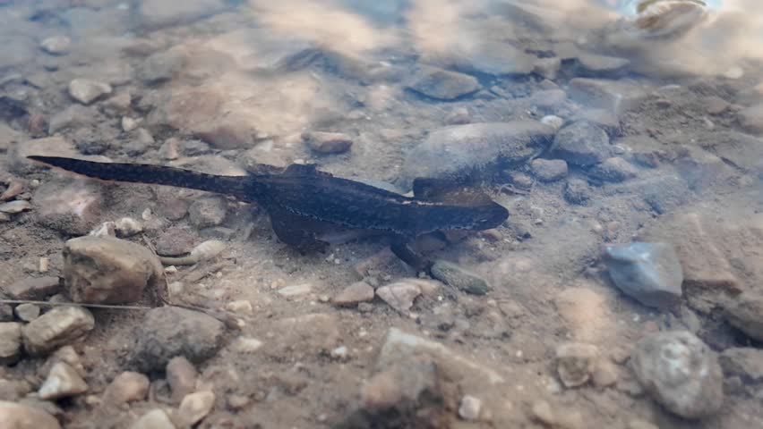 A black salamander swimming and wriggling among stones in a pond.