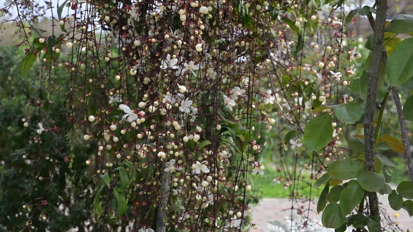 Beautiful Chains of Glory (Clerodendrum wallichii) flowers.