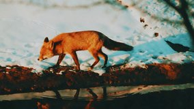 A beautiful red fox walks across a snowy landscape. Enjoy this amazing wildlife animal nature video. Perfect for animal and nature lovers! Watch now! - Powered by Shutterstock - Get 15% off with code: PIKWIZARD15