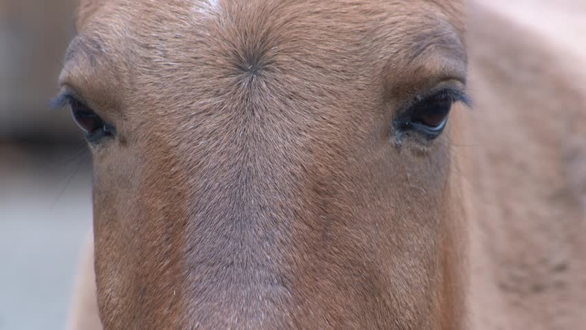 Horse head and eye. Close-up portrait. Brown Przewalski