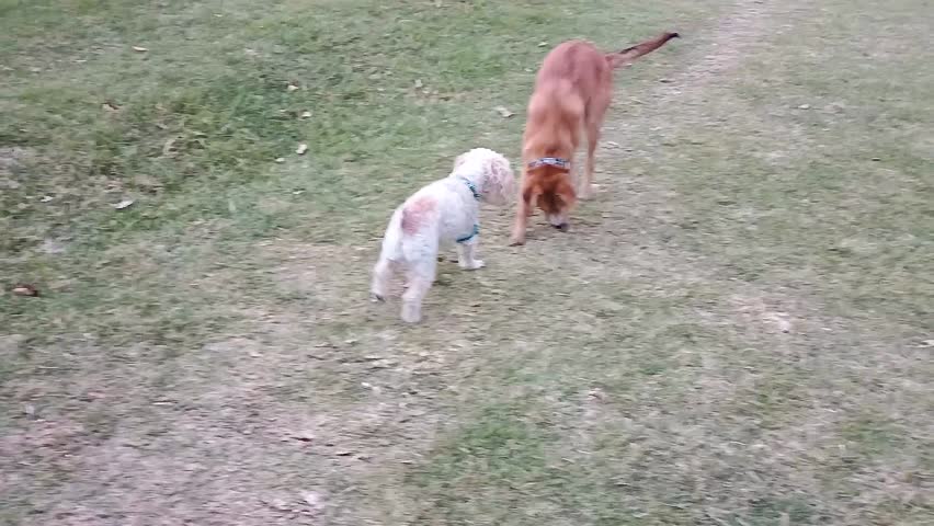 A small white dog sniffs the tail of a large brown dog while they
