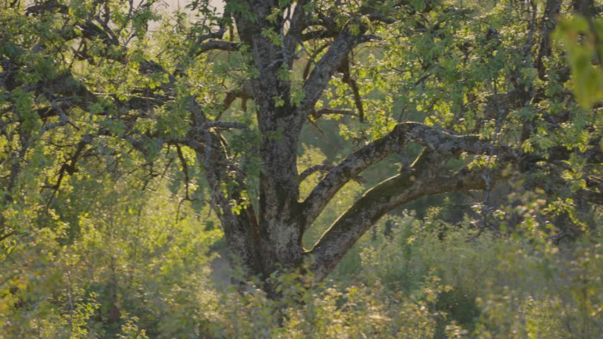 A huge old tree in the mountains at sunset