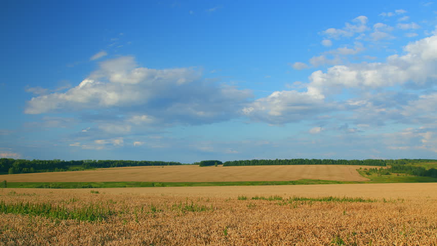 A Serene Agricultural Landscape Under a Clear Blue Sky, Creating Peaceful Scenery
