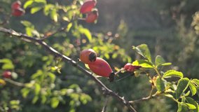 Rose hips in the autumn mountains - Powered by Shutterstock - Get 15% off with code: PIKWIZARD15