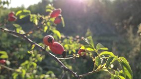 Rose hips in the autumn mountains - Powered by Shutterstock - Get 15% off with code: PIKWIZARD15