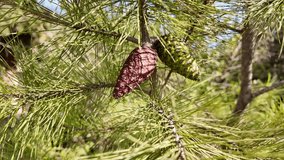 A frosted pine cone bathed in gentle sunlight, encircled by pine needles - Powered by Shutterstock - Get 15% off with code: PIKWIZARD15