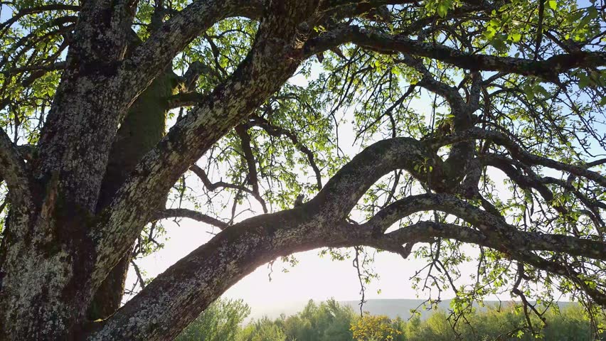 A huge old tree in the mountains at sunset