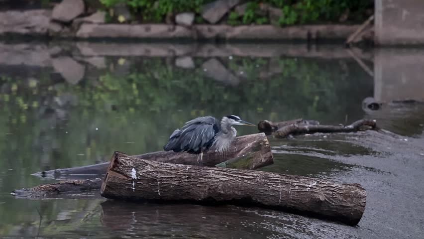 Great Blue Heron standing on top of a waterfall waiting for fish.