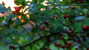 A beautiful close-up of a wild rose branch with ripe red rose hips. The berries are beautifully backlit by the warm, golden light of the sunset sun, making them glow. - Powered by Shutterstock - Get 15% off with code: PIKWIZARD15