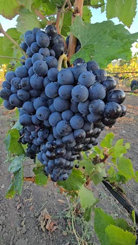 Close-up of large bunch of ripe dark grapes on a vine in a vineyard at sunset
