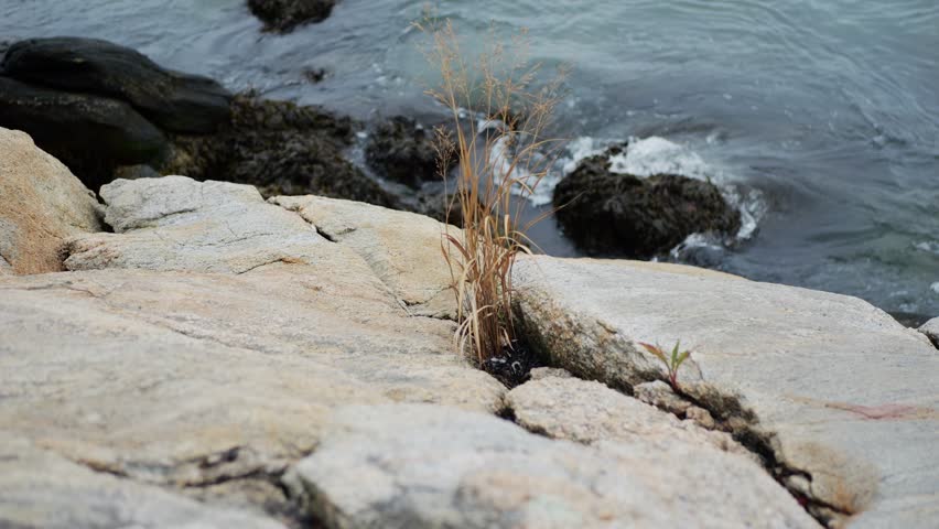 A solitary tuft of grass grows between weathered rocks at the edge of a coast, as waves gently crash on the shore, contrasting resilience with the power of nature.