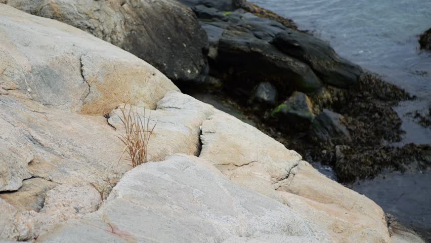 Large sunlit rocks and dark mossy boulders meet gentle ocean waves along a peaceful coastal shoreline. Wild grasses add natural beauty and texture to this serene seascape scene.