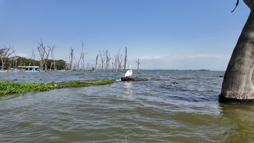 Naivasha, Kenya: Footage of Pelican standing on tree trunk in the middle of lake naivasha in Kenya, Eastern Africa