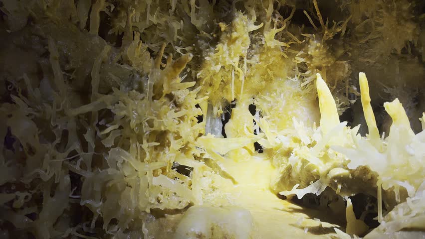 The Eyzies, September 20, 2025. Panoramic close up of helictites and eccentric concretions inside the limestone Grand Roc cave in Dordogne France, showing rare crystalline formations.