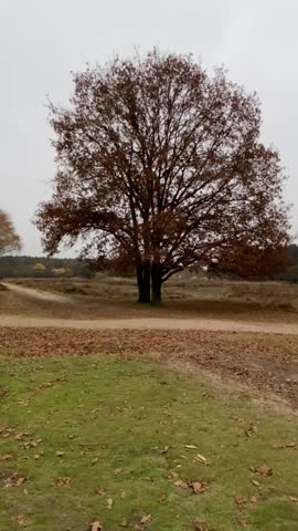 Amber heather and orange autumn leaves blanket green grass under a grey sky. An atmospheric fall landscape with earthy textures and rich seasonal colors.