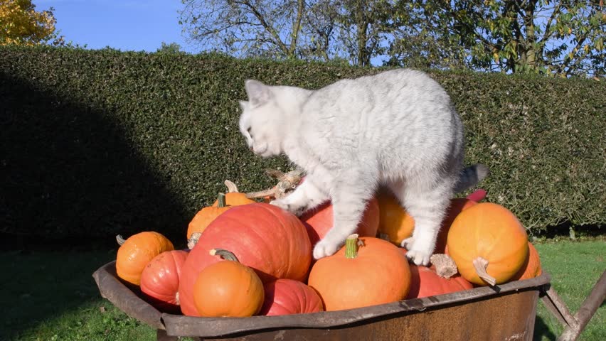 Gorgeous pedigree British Shorthair feline playfully investigating and scaling vibrant orange pumpkins stacked in weathered wheelbarrow on sunny fall afternoon in lush backyard