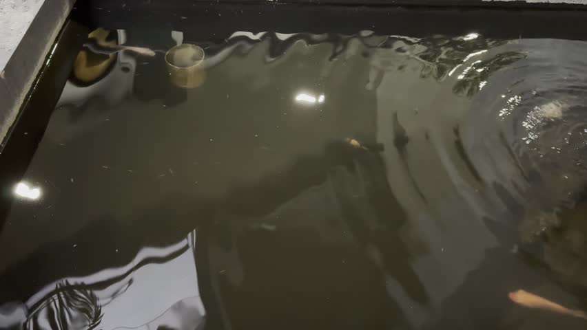 A beautiful shot of koi fish swimming in a tranquil pond, with a gentle waterfall creating ripples on the surface. Perfect for nature, home garden, and aquatic life concepts