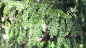 Conifer tree branches (Pinaceae) 120fps Slow Motion 4K Footage. Evergreen conifer needles swaying in natural forest habitat, closeup of conifer tree foliage in outdoor mountain environment with scenic - Powered by Shutterstock - Get 15% off with code: PIKWIZARD15