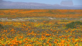 California Wild Flowers Super Bloom Poppy and Goldfields Flowers in Antelope Valley Poppy Reserve USA - Powered by Shutterstock - Get 15% off with code: PIKWIZARD15