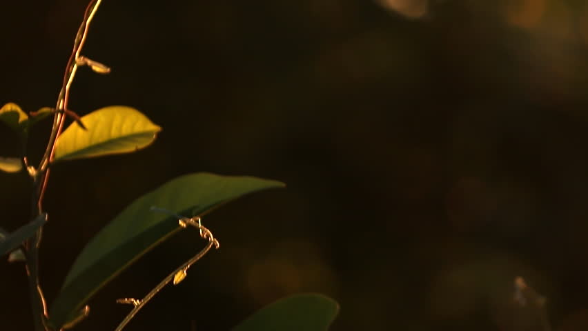 A delicate plant vine is backlit by the golden hour sunset, with tiny insects flying around and sparkling like dust in the magical air - Powered by Shutterstock - Get 15% off with code: PIKWIZARD15