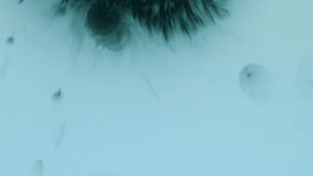 Ink spot. Spreading paint. Black blue turquoise pigment drop wet dissolve. Art blob stain color blend defocused abstract background. - Powered by Shutterstock - Get 15% off with code: PIKWIZARD15