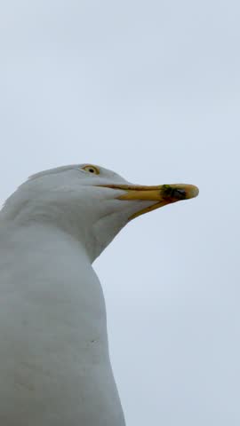 Seagull turns head in various directions, cloudy sky background, soft natural lighting, close-up shot
