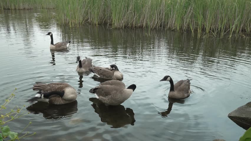Canadian Geese Swimming in the Water