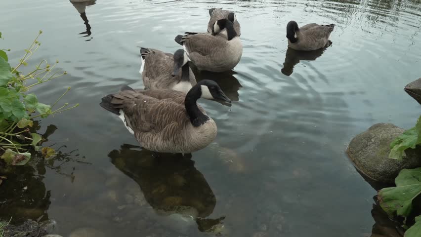 Canadian Geese Swimming in the Water