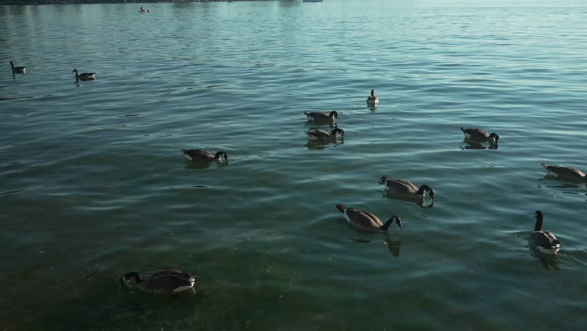 Canadian Geese Swimming in the Water