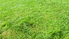 A red water balloon drops onto lush green grass, bursts open on impact, water splashes outward creating dynamic explosion of droplets and lively playful outdoor scene - Powered by Shutterstock - Get 15% off with code: PIKWIZARD15