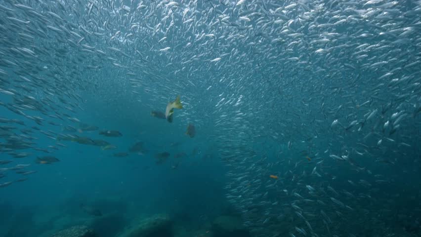 Large school of small fish swims gracefully in clear blue ocean, surrounded by vibrant coral formations and larger fish exploring underwater terrain.